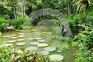 Ginger Garden Pond inside Singapore Botanic Gardens