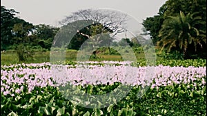 Beautiful pond plant aquatic plants The water hyacinth Eichhornia crassipes Flower cover in the pond