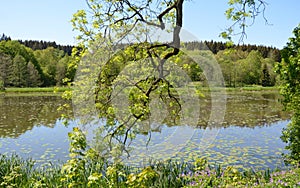 Beautiful pond with plants in summer and a blue sky