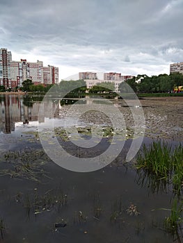 Beautiful pond with reeds and lilies. In the background is green grass, modern residential buildings.