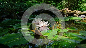 Beautiful pond with white water lilies or lotus flowers Marliacea Rosea. One nymphaea with water drops reflected in dark water.