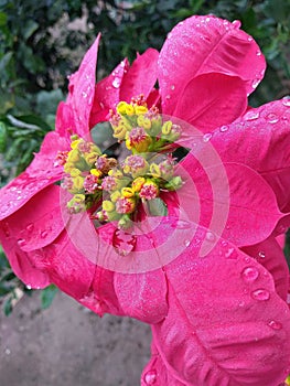 Beautiful ponsetia flower in a garden, enchanting with its pink petals and yellow and green core and with a few drops of water photo