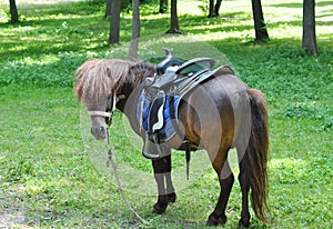 Beautiful pony with funny herd. Pony rides. Pony horse on the farm pasture on a sunny day.