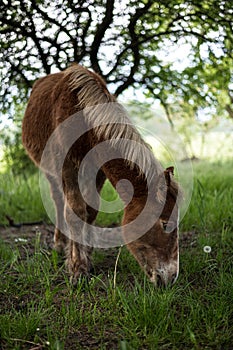 A beautiful pony makes use of the grass.