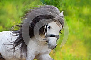 Beautiful pony run