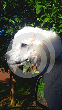 Beautiful poodle looking at his prey with attention