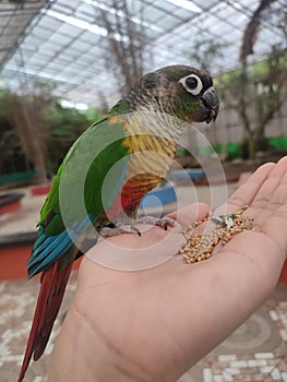 Beautiful popinjay perched on hand