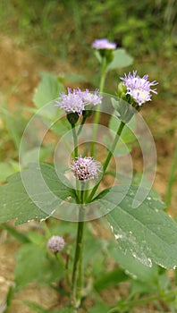 Beautiful pople rose natur green photo