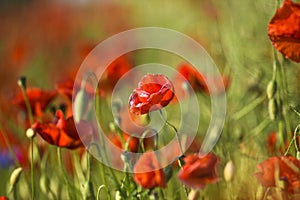 Beautiful poppies blooming in the summer field in Poland.