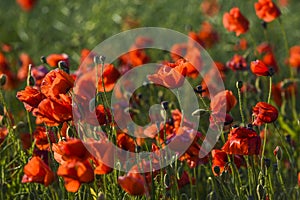 Beautiful poppies blooming in the summer field in Poland.