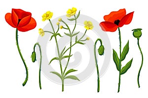 Beautiful poppies and buttercup. Vector colores wild flowers. Botanical hand drawn summer illustration