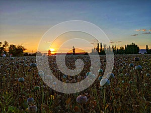 Beautiful poppies field in sunset at Afyonkarahisar