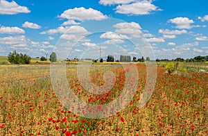 Beautiful poppies fields with high voltage powerline transmission tower