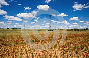 Beautiful poppies fields with high voltage powerline transmission tower