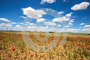 Beautiful poppies fields with high voltage powerline transmission tower