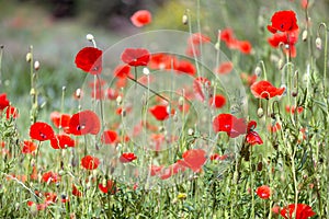 Beautiful poppies on a flower bed in the garden.