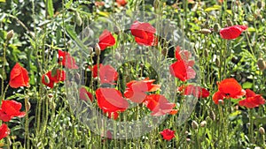 Beautiful poppies on a flower bed in the garden.