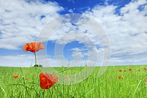 Beautiful poppies on green field