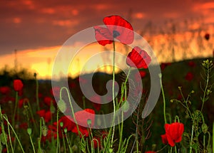 Beautiful poppies sunset