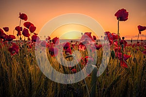 Beautiful poppies in a wheat field on sunrise