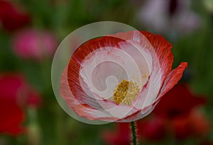 Beautiful Poppy