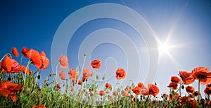 Beautiful poppy field