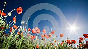 Beautiful poppy field