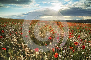 Beautiful poppy field landscape in Summer sunset light on South