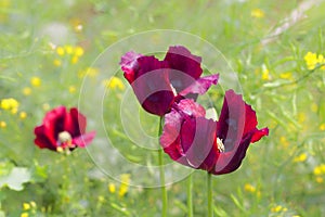 Beautiful poppy flower