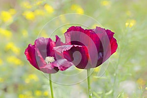 Beautiful poppy flower