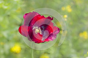 Beautiful poppy flower