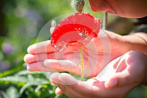 Beautiful poppy flower in girls hand in poppy field