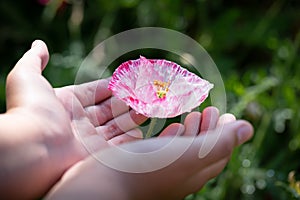 Beautiful poppy flower in girls hand in poppy field