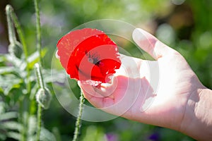 Beautiful poppy flower in girls hand in poppy field