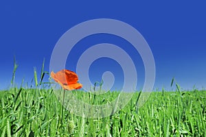 Beautiful poppy on green field