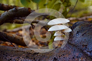 Beautiful Porcelain fungus seen from below