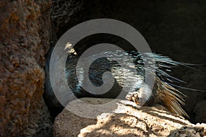 Beautiful porcupine taking a nap in nature