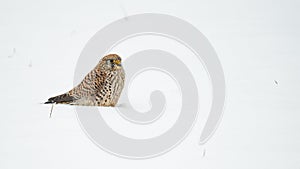 Beautiful portait of Kestrel Falco Tinnunculus outdoor sitting in snow