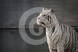 Beautiful portrait of an adult male of white bengal tiger