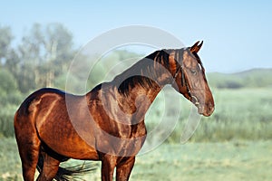 Beautiful portrait of Akhal-Teke stallion