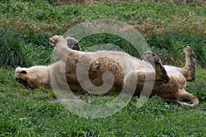 A beautiful portrait of an Asian lioness wallowing on the green grass
