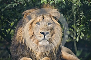 Beautiful portrait of Asiatic Lion Panthera Leo Persica