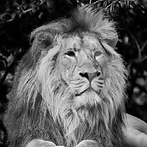 Beautiful portrait of Asiatic Lion Panthera Leo Persica in black