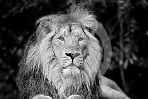 Beautiful portrait of Asiatic Lion Panthera Leo Persica in black