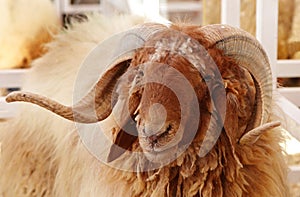 Beautiful portrait of Awassi sheep