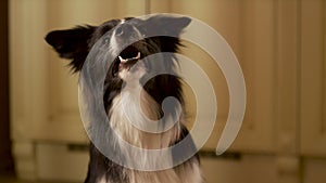 Beautiful portrait of a barking collie boarder. The dog looks at the camera and performs the commands of the owner.