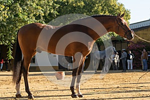 Beautiful portrait of a hispano arabian horse in Spain photo