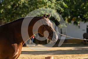 Beautiful portrait of a hispano arabian horse in Spain photo