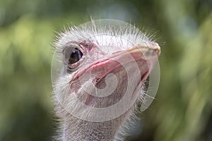 Beautiful portrait of big African ostrich in zoo , Thailand