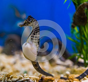 Beautiful portrait of a big belly seahorse, popular pet in aquaculture, tropical fish from the rivers of Australia
